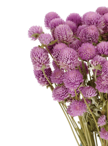 Gomphrena (Kugelamaranth) premium, lila - Strauß ~30 Stk. - Trockenblumen