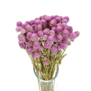 Gomphrena (Kugelamaranth) premium, lila - Strauß ~30 Stk. - Trockenblumen