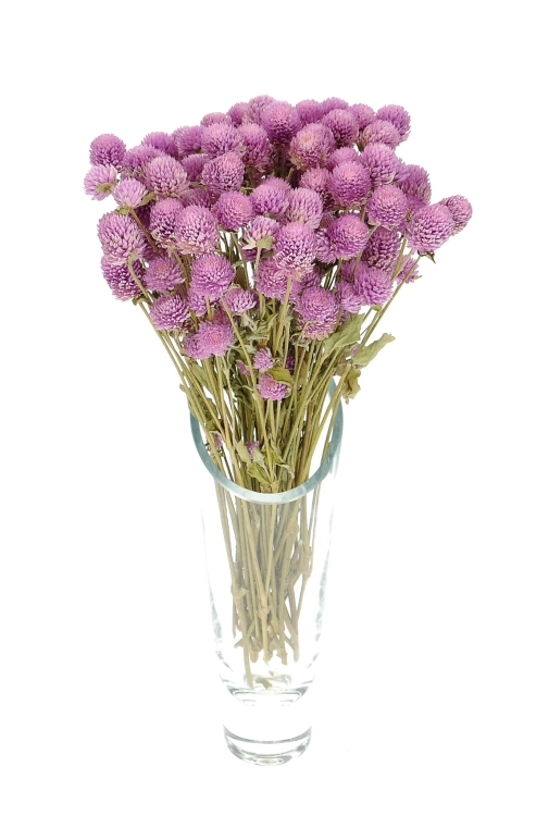 Gomphrena (Kugelamaranth) premium, lila - Strauß ~30 Stk. - Trockenblumen