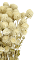 Gomphrena (Kugelamaranth) premium, weiß - Strauß ~30 Stk. - Trockenblumen