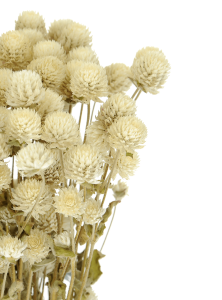 Gomphrena (Kugelamaranth) premium, weiß - Strauß ~30 Stk. - Trockenblumen