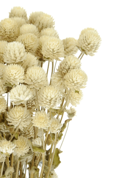 Gomphrena (Kugelamaranth) premium, weiß - Strauß ~30 Stk. - Trockenblumen
