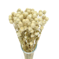 Gomphrena (Kugelamaranth) premium, weiß - Strauß ~30 Stk. - Trockenblumen