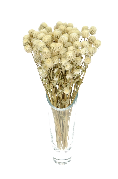 Gomphrena (Kugelamaranth) premium, weiß - Strauß ~30 Stk. - Trockenblumen