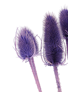 Dried purple thistle - dipsacus ~10 pcs.