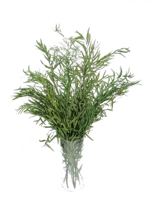 Preserved green Eucalyptus Nicoly - bunch