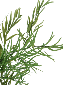 Preserved green Eucalyptus Nicoly - bunch