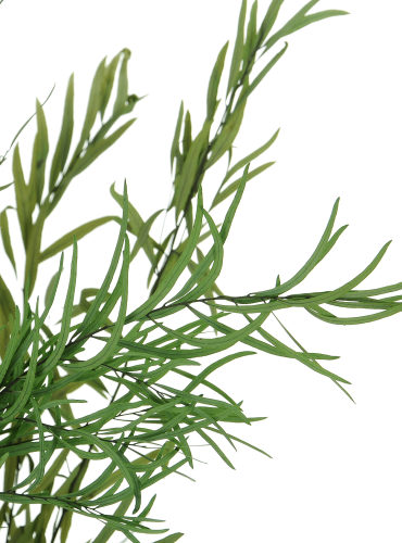 Preserved green Eucalyptus Nicoly - bunch
