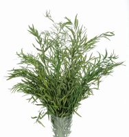 Preserved green Eucalyptus Nicoly - bunch 