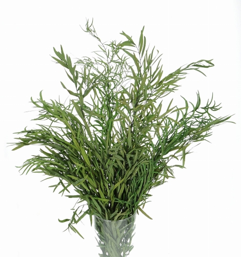 Preserved green Eucalyptus Nicoly - bunch