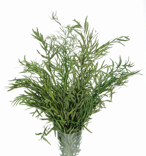 Preserved green Eucalyptus Nicoly - bunch 
