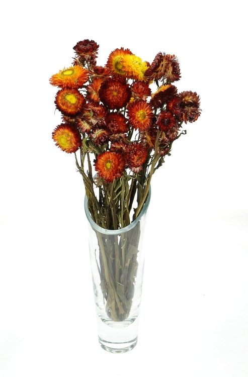 Dried flowers - bordeaux Helichrysum, Xerochrysum - bunch