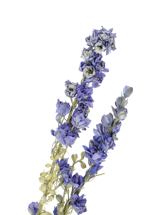 Dried flowers -  blue Delphinium - bunch