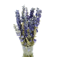 Dried flowers -  blue Delphinium - bunch