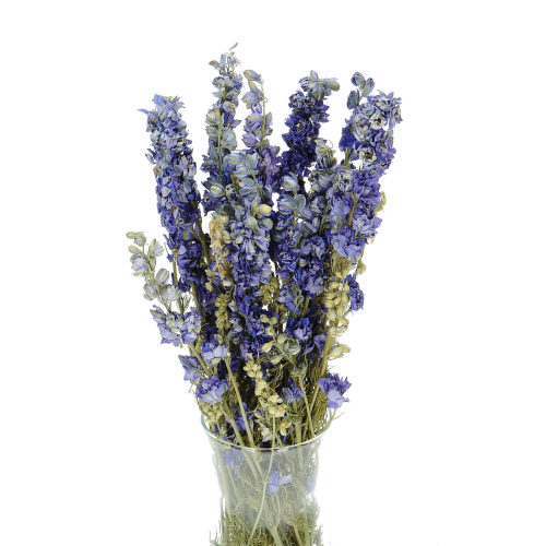 Dried flowers -  blue Delphinium - bunch