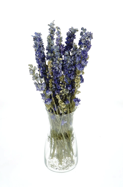 Dried flowers -  blue Delphinium - bunch