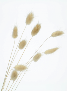 Dried natural Lagurus - bunny tail grass ~60 stems