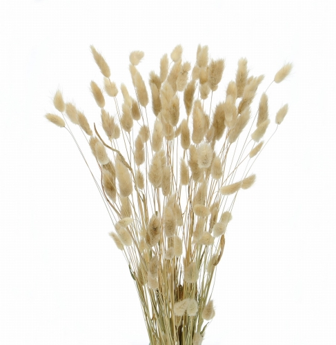Dried natural Lagurus - bunny tail grass ~60 stems