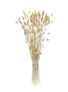 Dried natural Lagurus - bunny tail grass ~60 stems