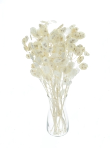 Dried bleached lunaria - annual honesty - bouquet