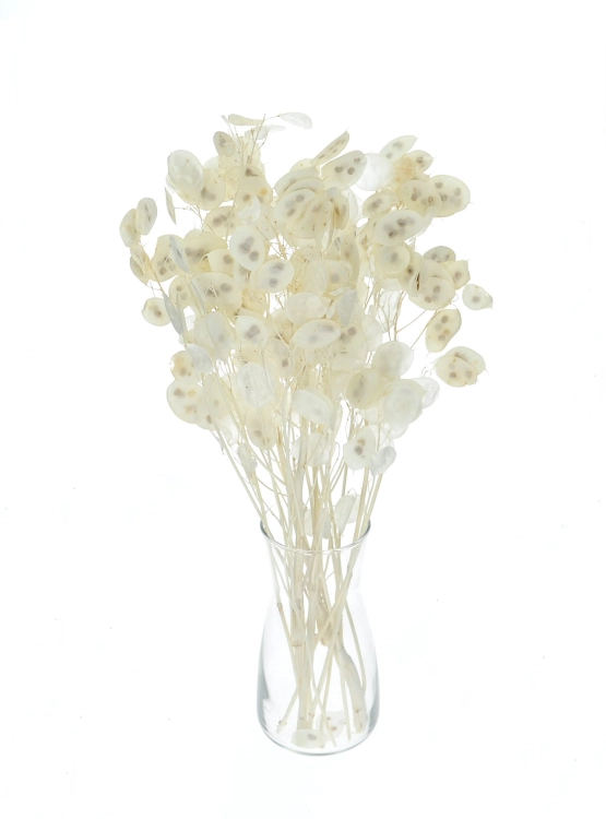 Dried bleached lunaria - annual honesty - bouquet
