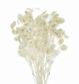 Lunaria mini, gebleicht - Strauß - Trockenblumen