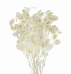Dried bleached lunaria - annual honesty - bouquet