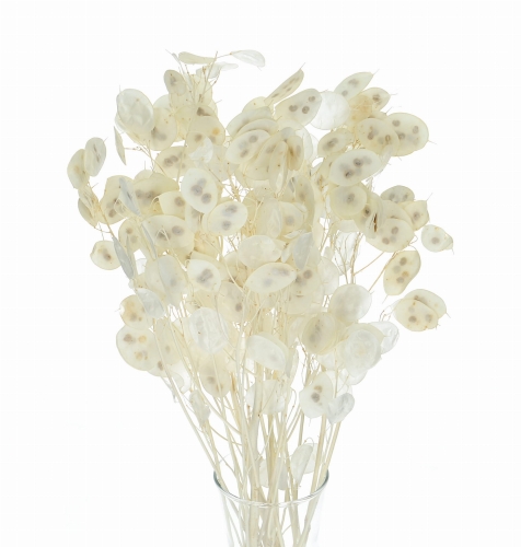 Dried bleached lunaria - annual honesty - bouquet