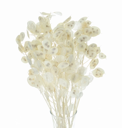 Dried bleached lunaria - annual honesty - bouquet