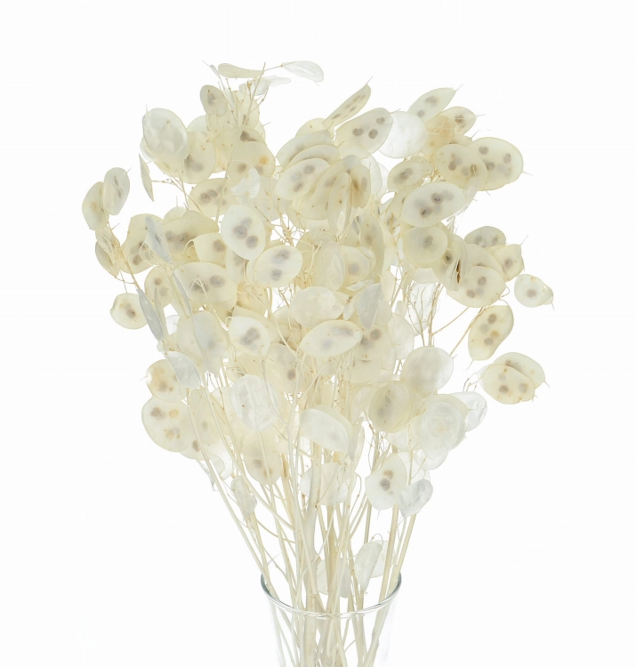 Dried bleached lunaria - annual honesty - bouquet