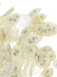 Dried bleached lunaria - annual honesty - bouquet