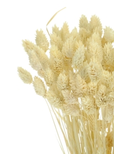 Dried bleached Phalaris - canary grass ~80 stems