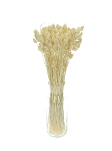 Phalaris gebleicht - Kanariengras ~80 Stück