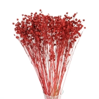Dried red Linum (Flax) - bunch - dried flowers