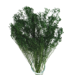 Broom Bloom (Besenginster), grün - Strauß - Trockenblumen