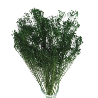 Dried green Broom Bloom - bunch