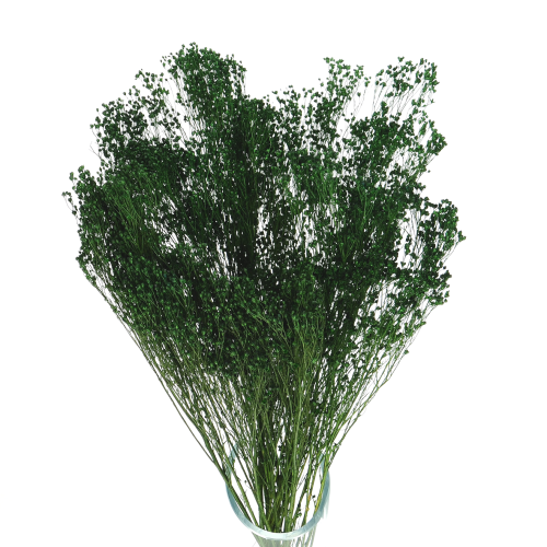 Broom Bloom (Besenginster), grün - Strauß - Trockenblumen