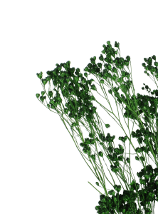 Broom Bloom (Besenginster), grün - Strauß - Trockenblumen