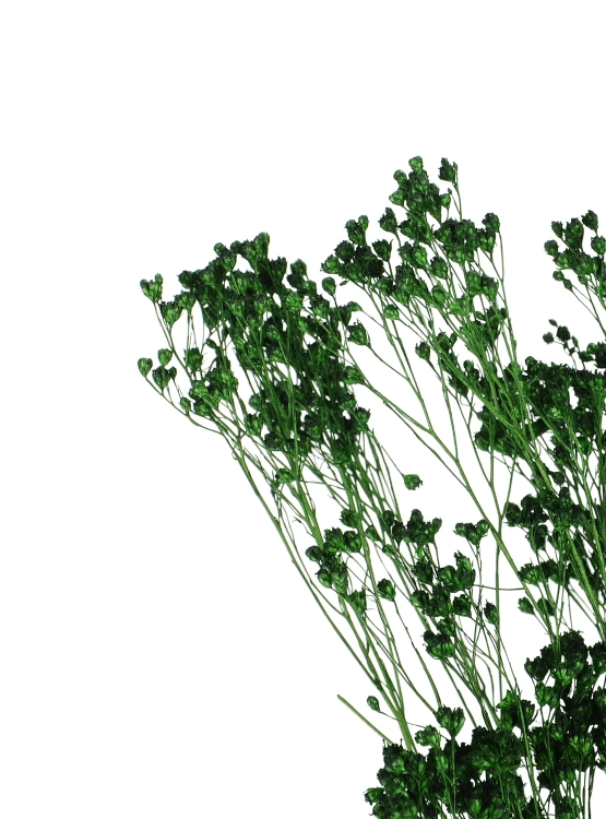 Broom Bloom (Besenginster), grün - Strauß - Trockenblumen