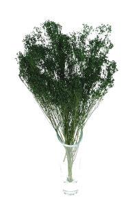 Dried flowers - green Broom Bloom - bunch