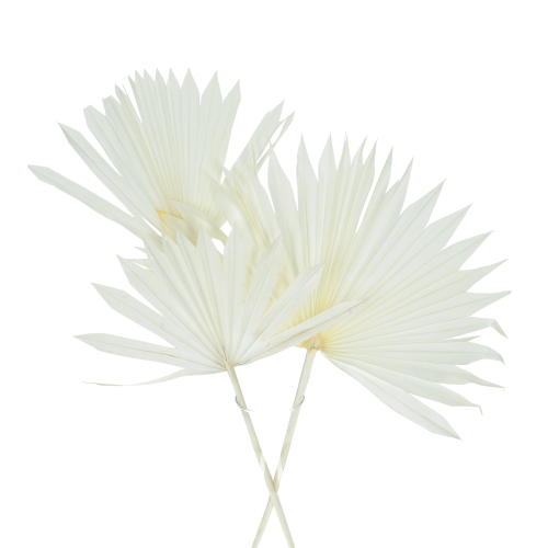 Getrocknetes gebleichte Palmblatt - Palm Sun