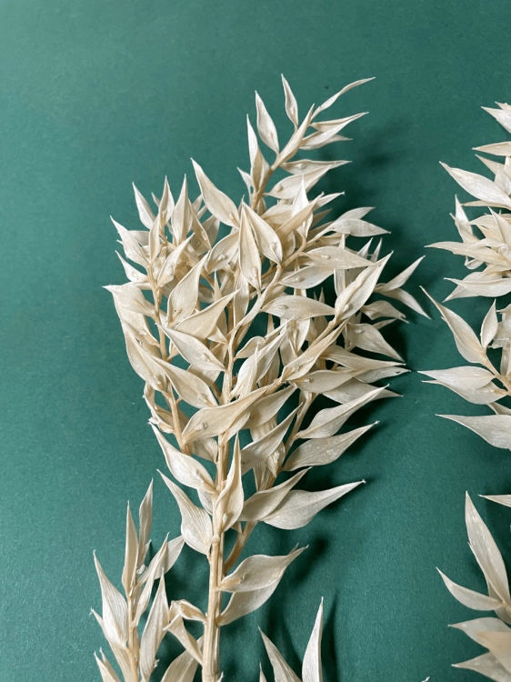 Ruscus, gebleicht OUTLET