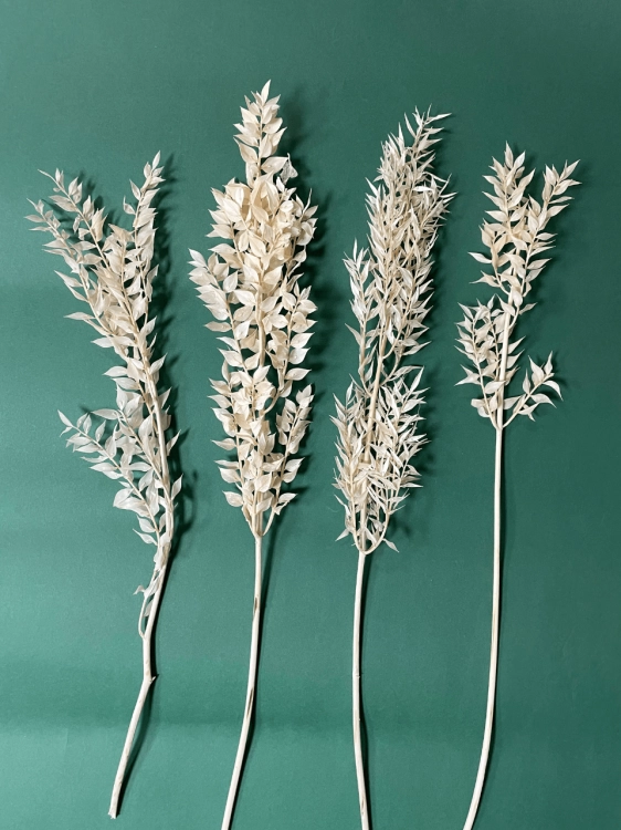 Ruscus, gebleicht OUTLET