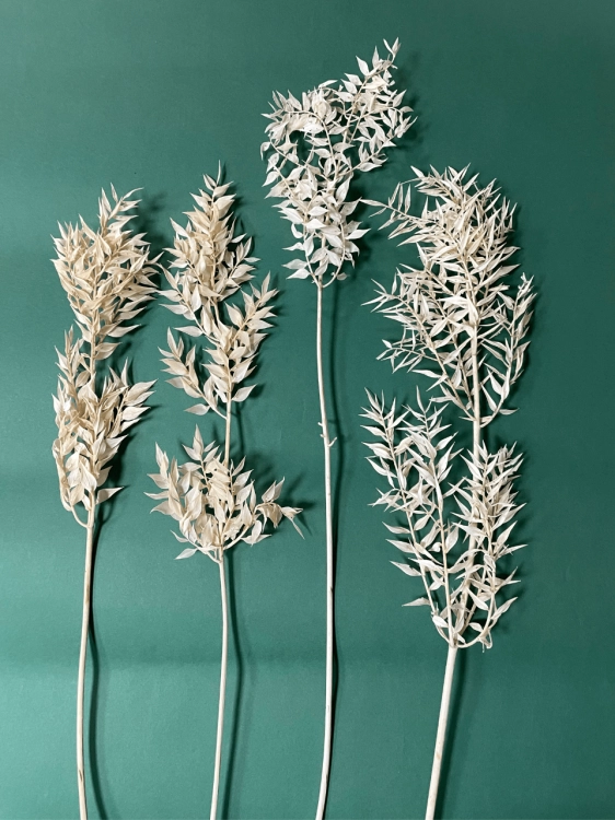 Ruscus, gebleicht OUTLET