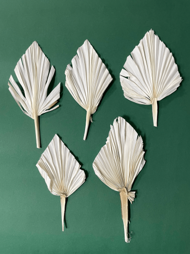 Set von 5 Stk. -  Palmblatt, gebleicht, kurzer Stiel OUTLET