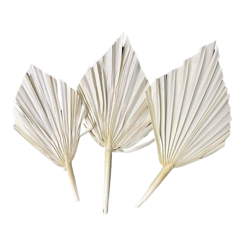 Set von 5 Stk. -  Palmblatt, gebleicht, kurzer Stiel OUTLET