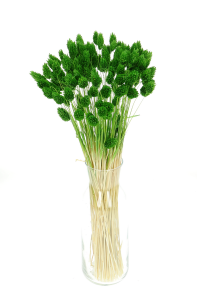 Phalaris grün - Kanariengras ~80 Stück
