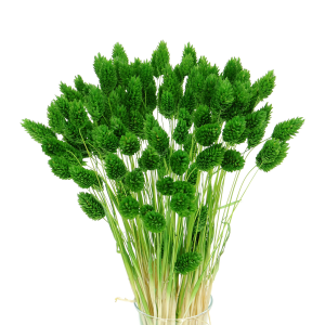 Dried green Phalaris - canary grass ~80 stems