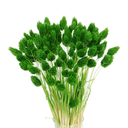 Dried green Phalaris - canary grass ~80 stems