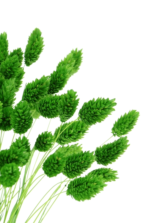 Phalaris grün - Kanariengras ~80 Stück